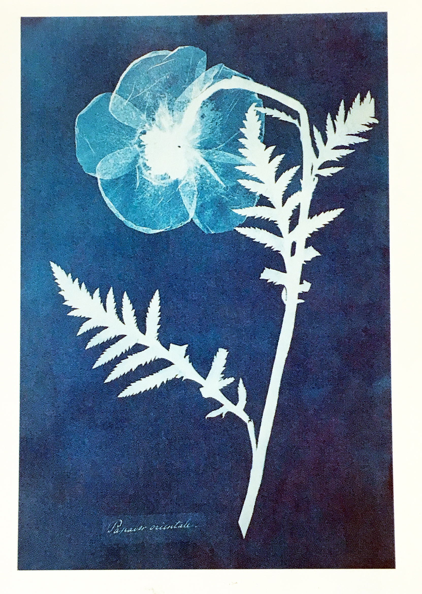 Blue photogram